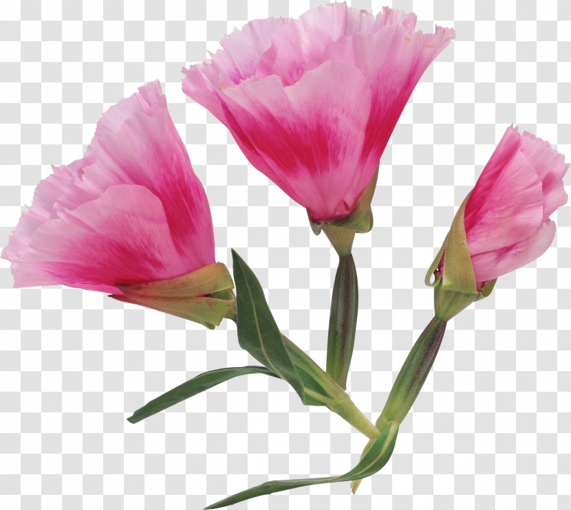 Peach Flowers - Flower - Magenta Transparent PNG