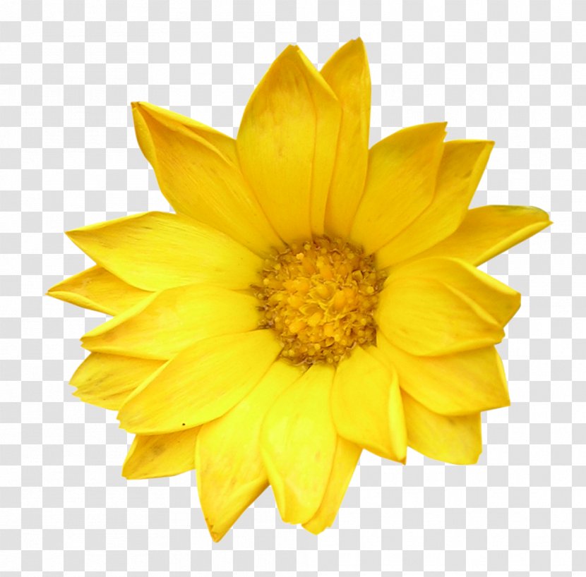 Flower Bouquet Yellow Stock Photography Clip Art - Petal - Fairy Tale Transparent PNG