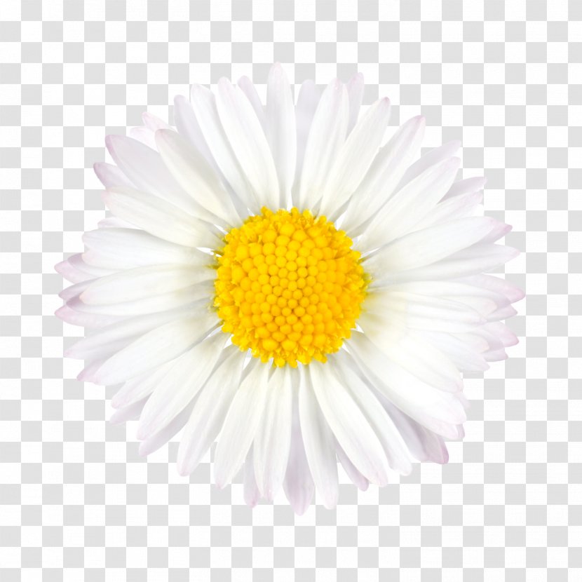 Flower Bouquet - Nosegay - Of Flowers Picture Material Transparent PNG