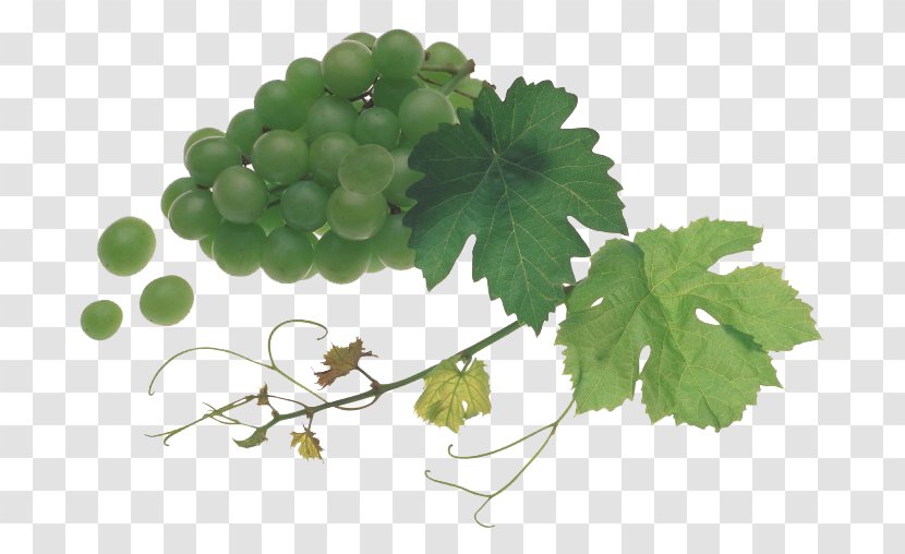 White Wine Grape Juice Bacelo - Delicious Grapes Transparent PNG
