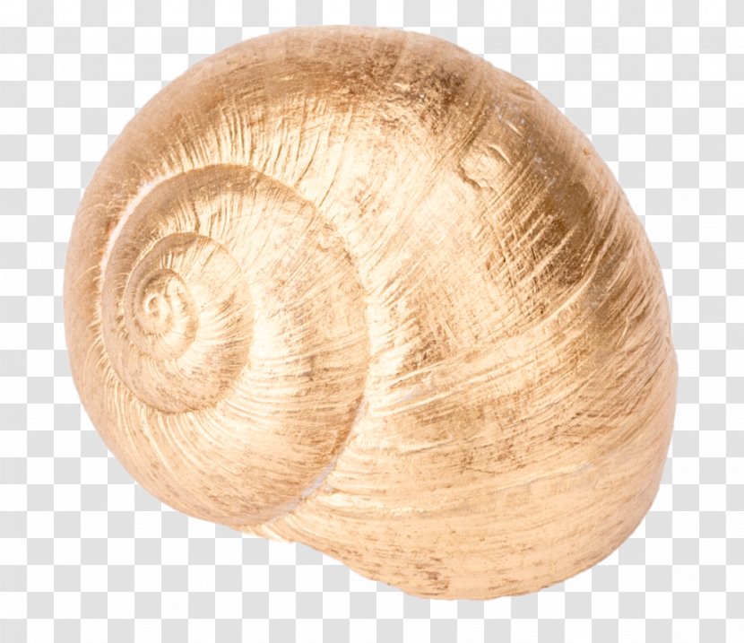 Burgundy Snail Gastropod Shell Gastropods Seashell - Gold Transparent PNG