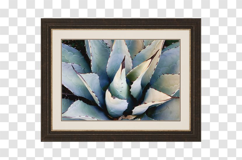 Agave Azul Leuchtenbergia Painting Succulent Plant - Still Life - Border Transparent PNG