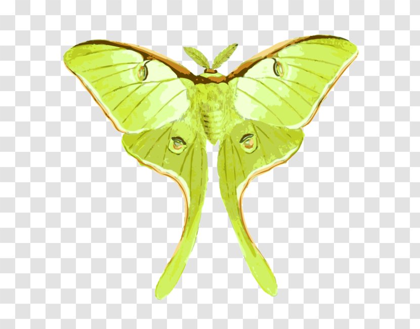 Butterfly Luna Moth Insect Drawing - Symmetry - Watercolor Ribbon Transparent PNG
