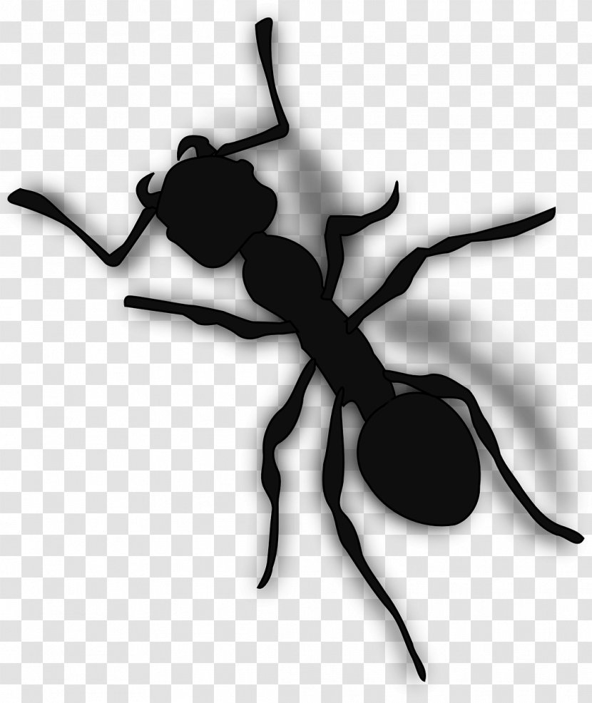 Ant Clip Art - Membrane Winged Insect - Black Ants Transparent PNG