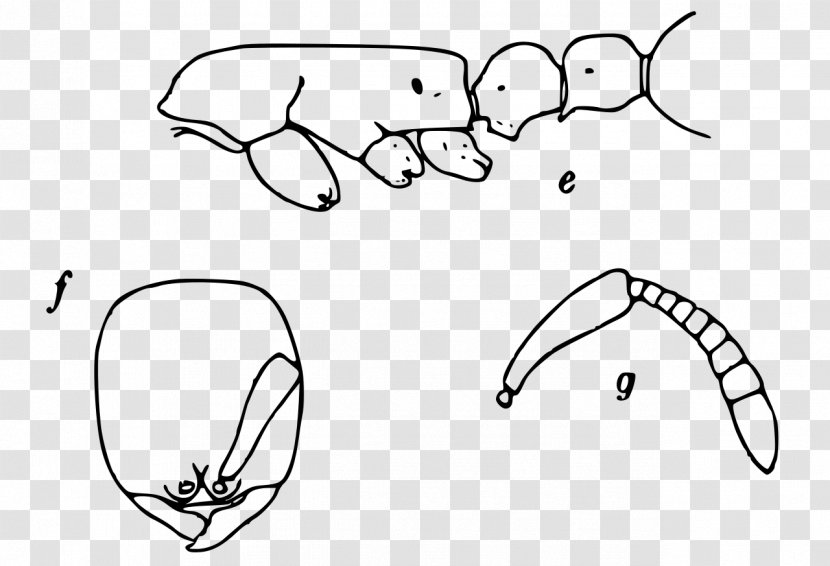 Line Art Drawing Cartoon Sketch - Watercolor - Worker Ants Transparent PNG
