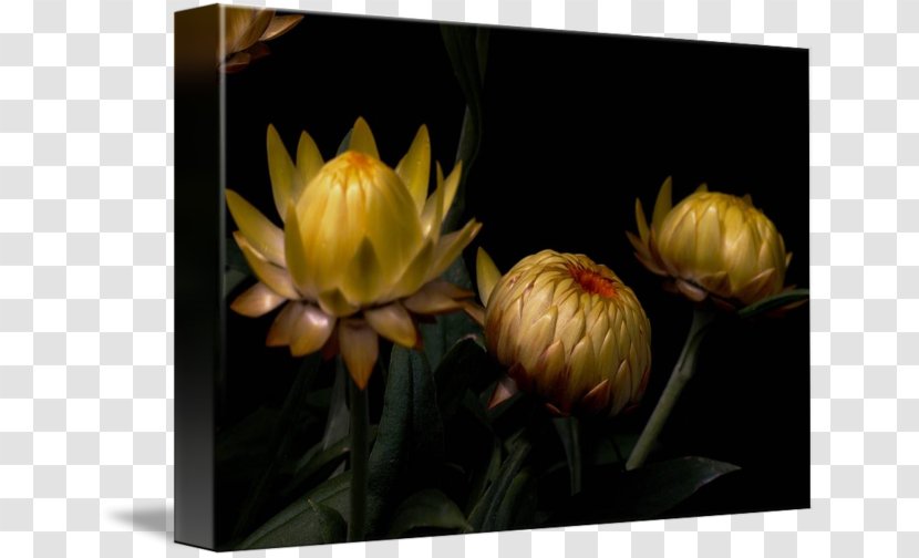 Still Life Photography Petal Gallery Wrap Yellow - Flower Transparent PNG