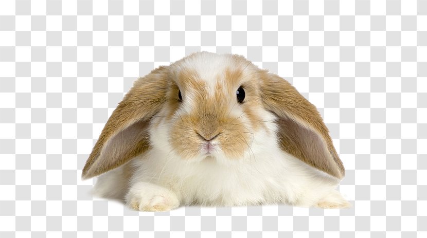 Lop Rabbit Desktop Wallpaper Domestic Tan - Jersey Wooly Transparent PNG