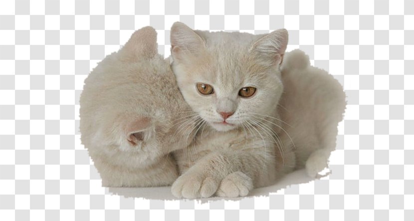 Kitten Cat Dog Animaatio - Animal Transparent PNG
