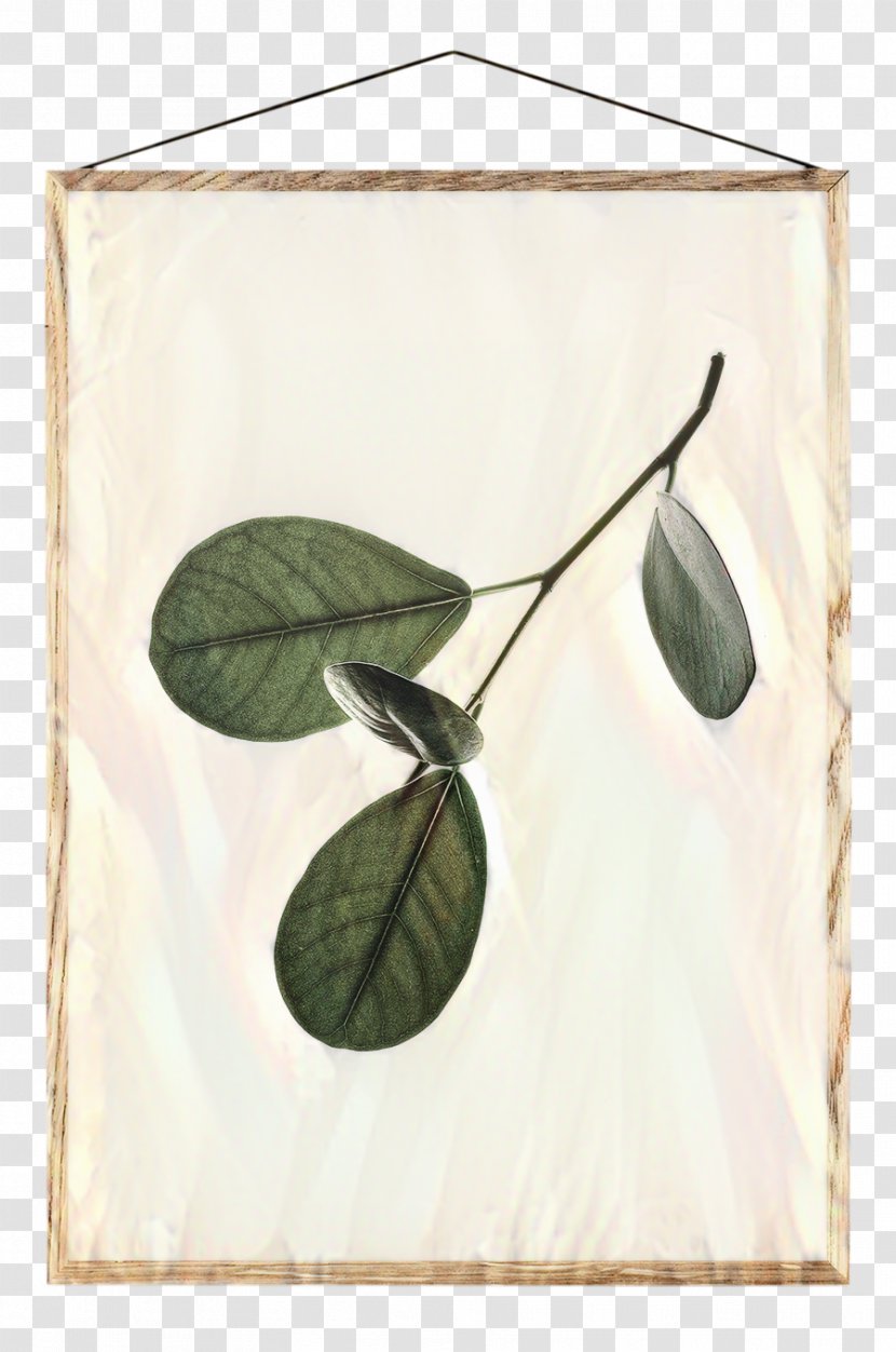 Green Board Background - Plant - Flower Anthurium Transparent PNG
