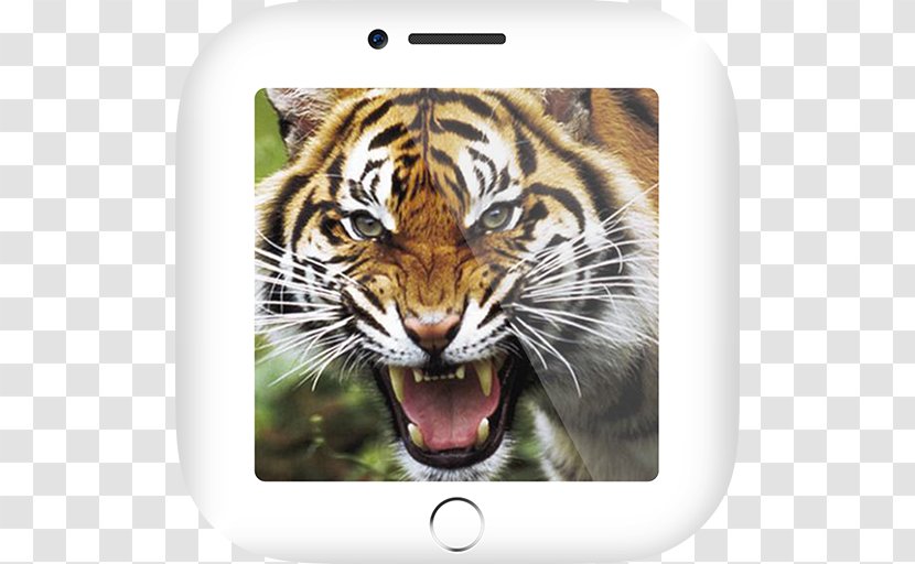 Tiger Amulet Takrut Animal Sounds Free App Store - Mammal Transparent PNG