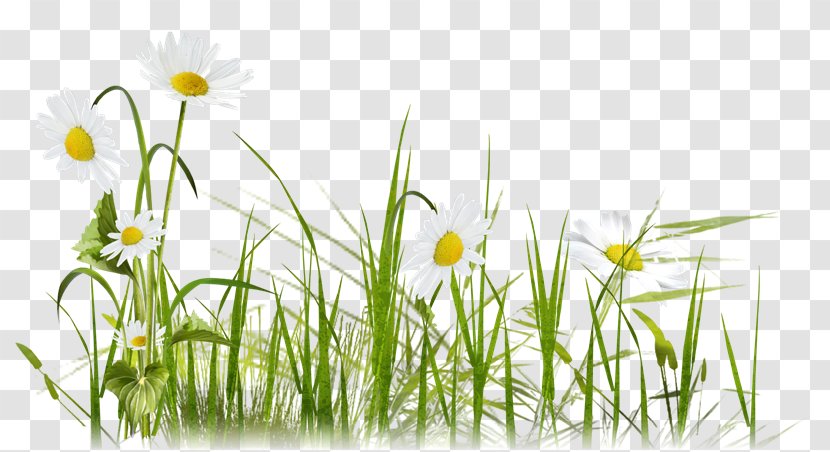 Common Daisy Clip Art - Grass Transparent PNG