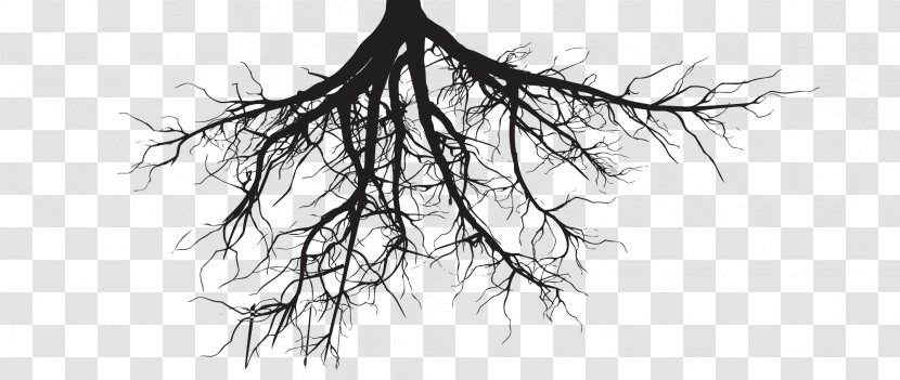 Root Silhouette Tree Royalty-free - Monochrome Photography Transparent PNG
