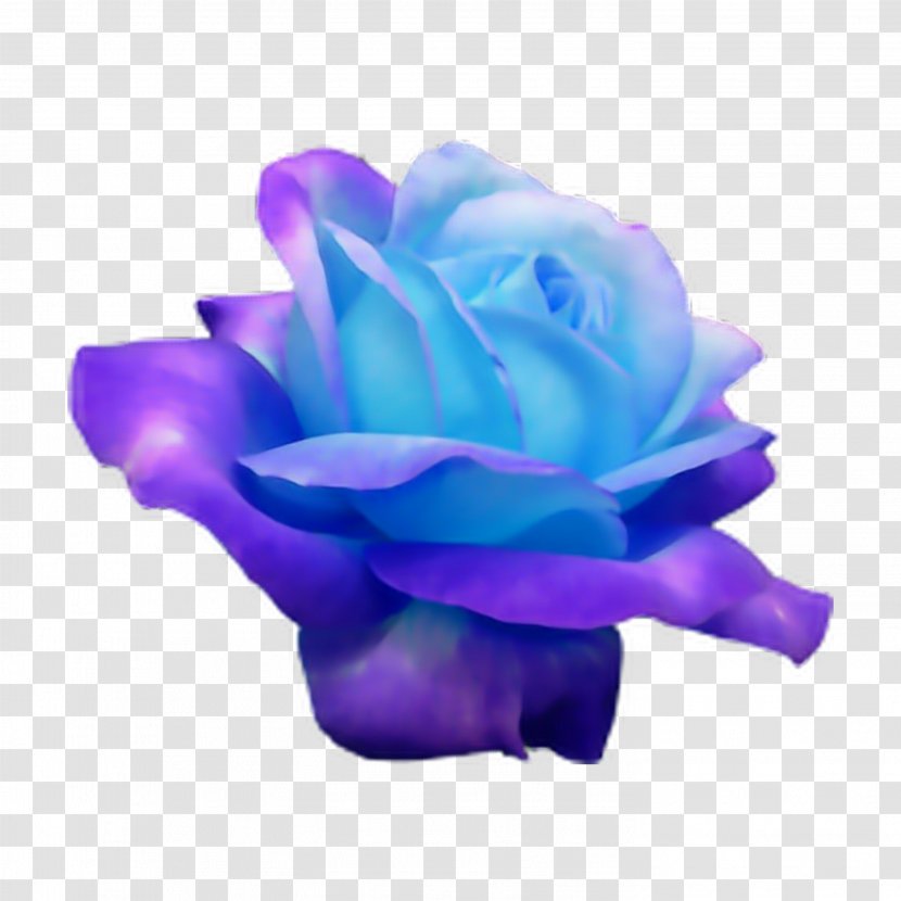 Blue Rose Flower Rosaceae - Petal Transparent PNG