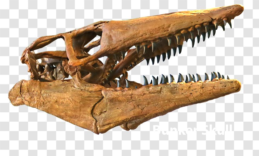 Triceratops Tylosaurus Late Cretaceous Skull Edmontosaurus - Table Transparent PNG