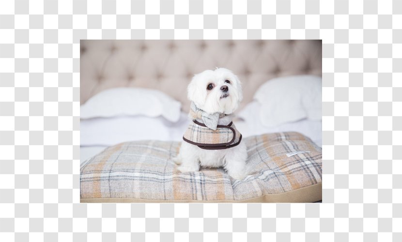 Dog Breed Puppy Companion Textile Transparent PNG