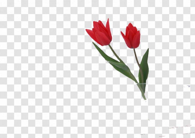 Flower Rose Tulip Vase Wallpaper - Floral Design - Two Red Tulips Transparent PNG