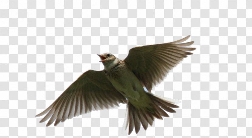 Lark Bird Beak Animal Feather - Ru Transparent PNG