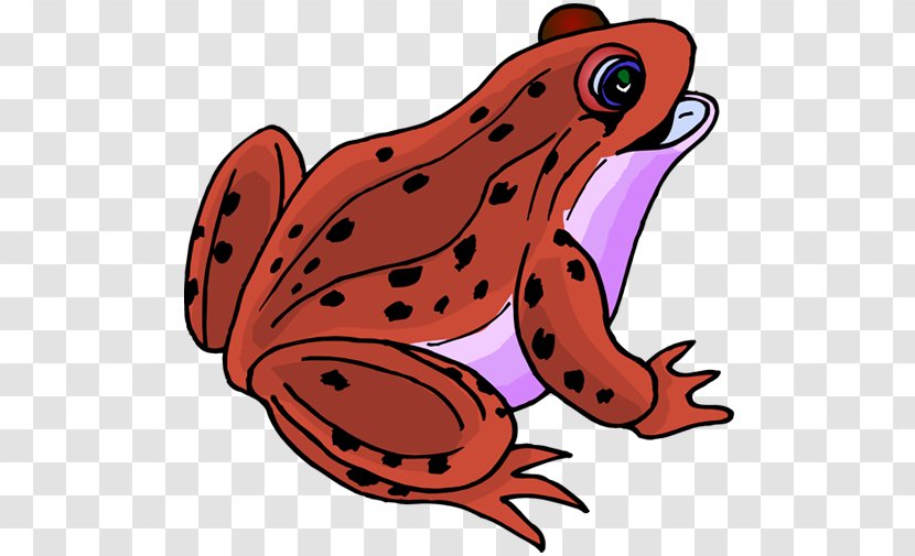 True Frog Clip Art Amphibians Image Transparent PNG