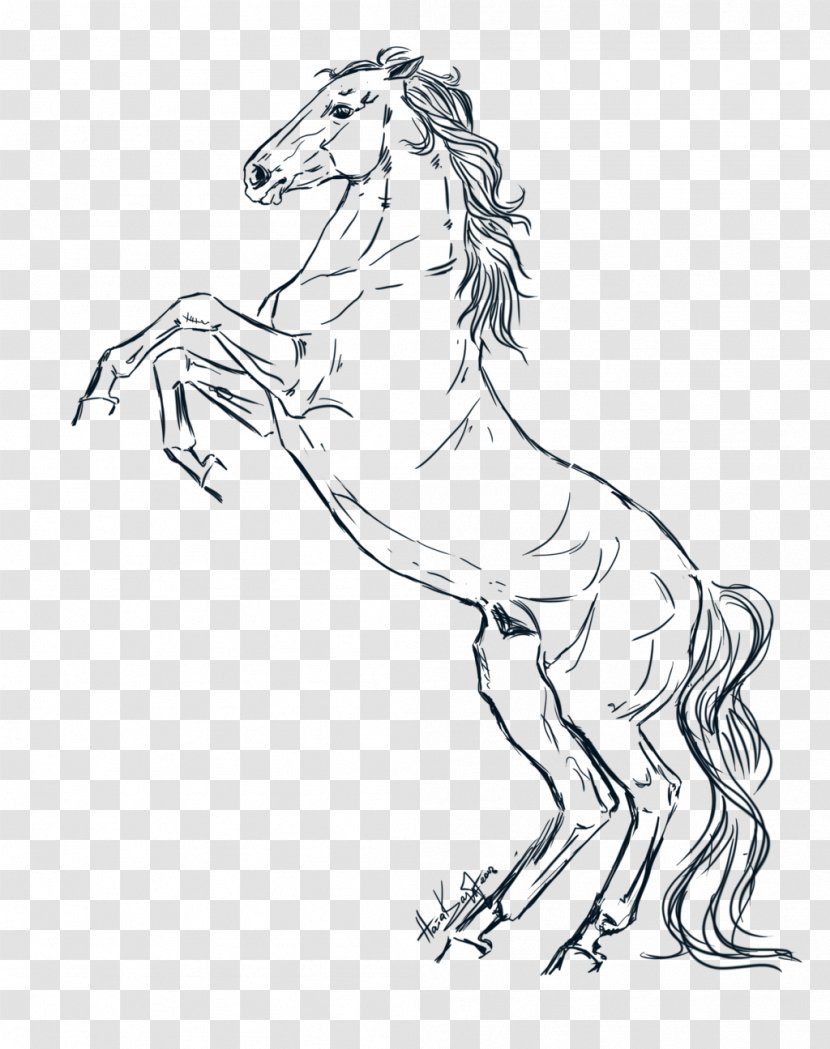 Line Art Mane Pony Mustang Stallion - Joint Transparent PNG