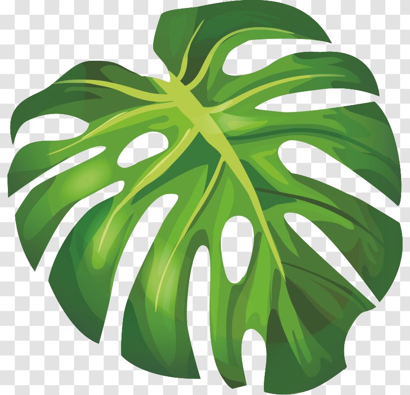 Banana Leaf Arecaceae Transparent PNG