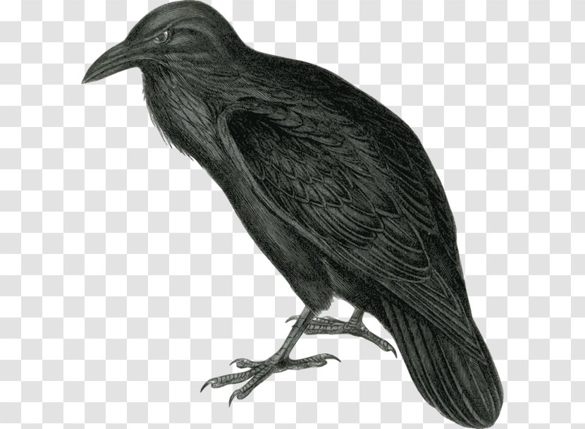 Common Raven The Baltimore Ravens Clip Art - Realistic Birds Cliparts Transparent PNG