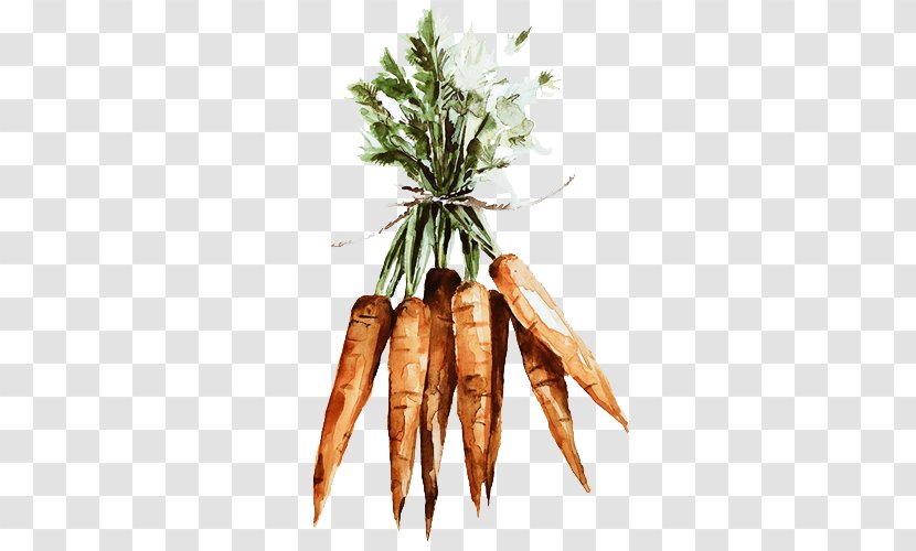 Carrot Vegetable Illustration - Hand-painted Transparent PNG
