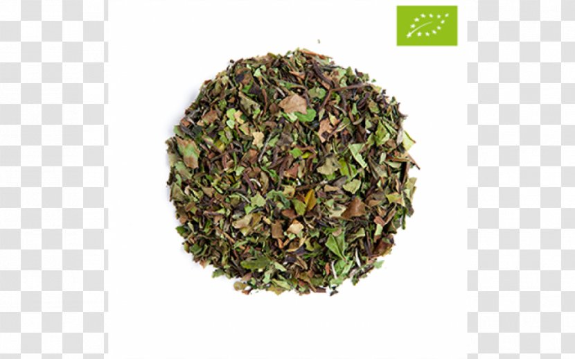 Nilgiri Tea Sencha Herb Plant - Superfood - Bai Mudan Transparent PNG