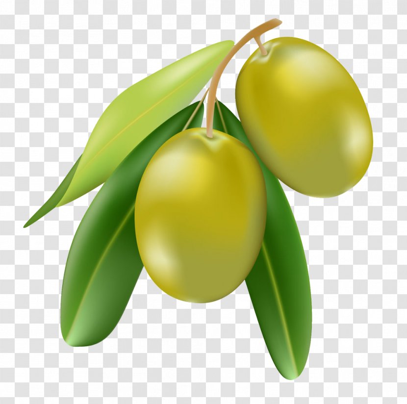 Olive Oil Cartoon Illustration - Citrus - Fruit Image Transparent PNG