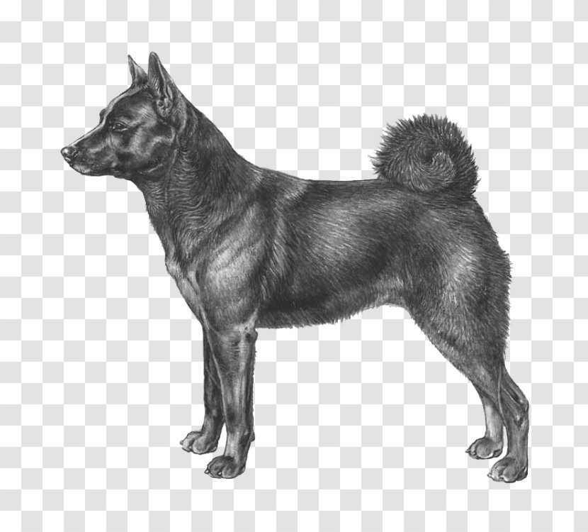 Seppala Siberian Sleddog Black Norwegian Elkhound Jämthund East Laika Transparent PNG