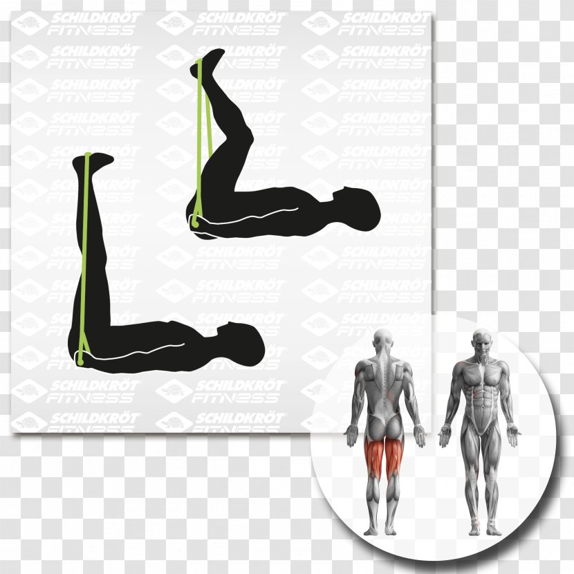 Physical Fitness Balance Board Exercise Equipment Muscle Arm - Cartoon - Fascia Training Transparent PNG