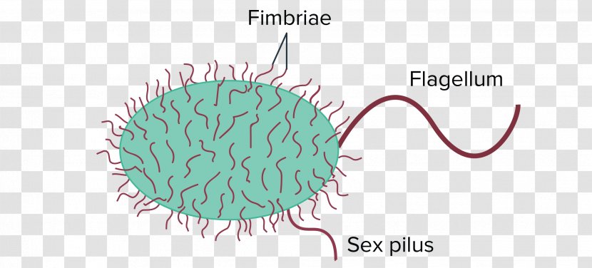 Bacteria Prokaryote Fimbria Cell Pilus - Flower - Animada Transparent PNG