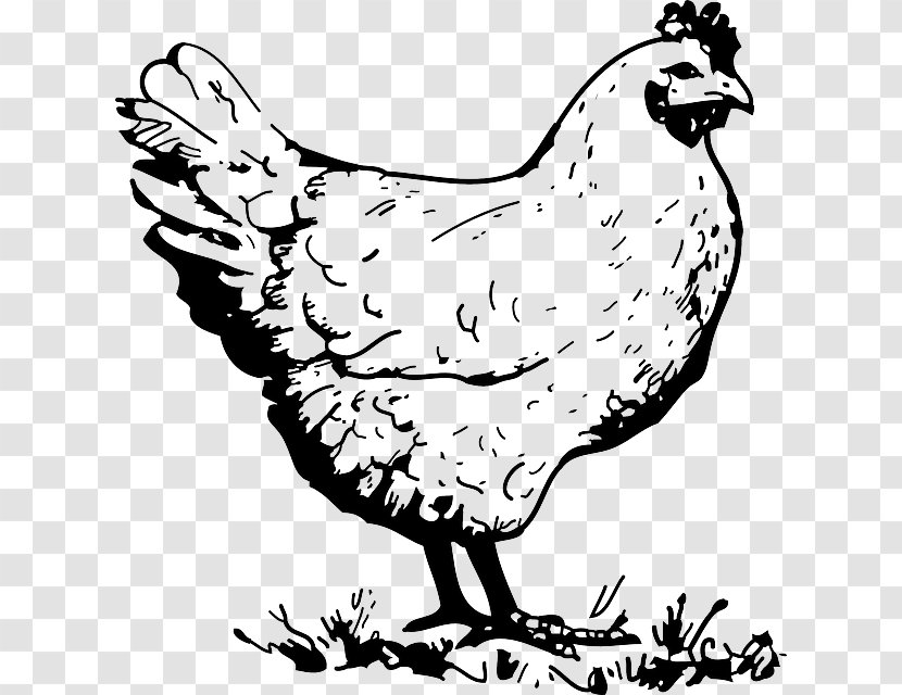 Barbecue Chicken Buffalo Wing Fried Rooster - Monochrome Photography - Fig Vector Peacock Transparent PNG