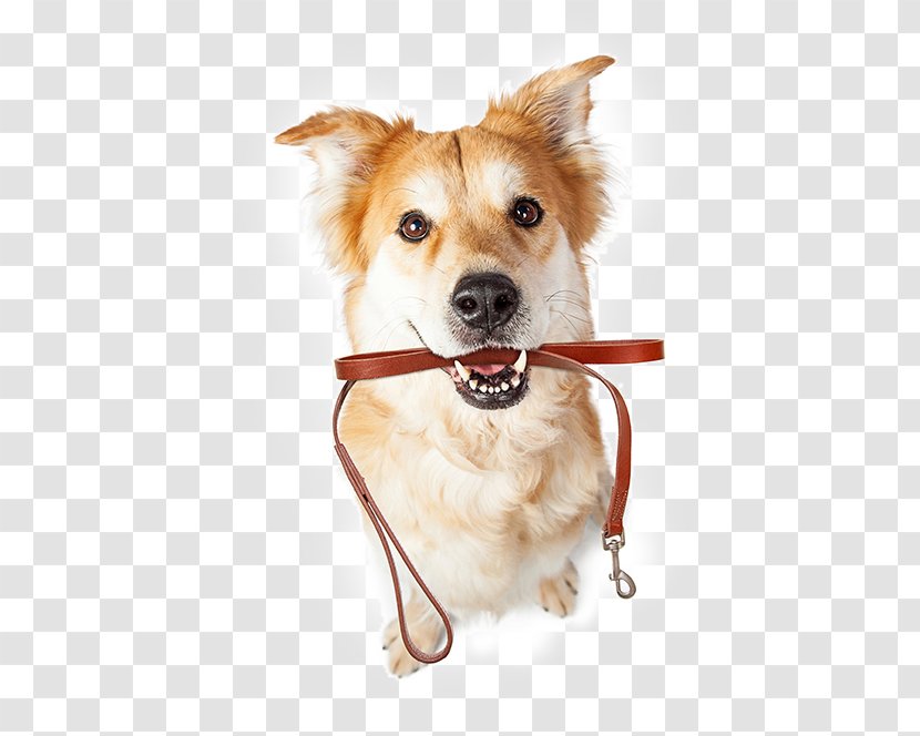 Labrador Retriever Cat Pet Sitting Puppy Leash - Photography Transparent PNG