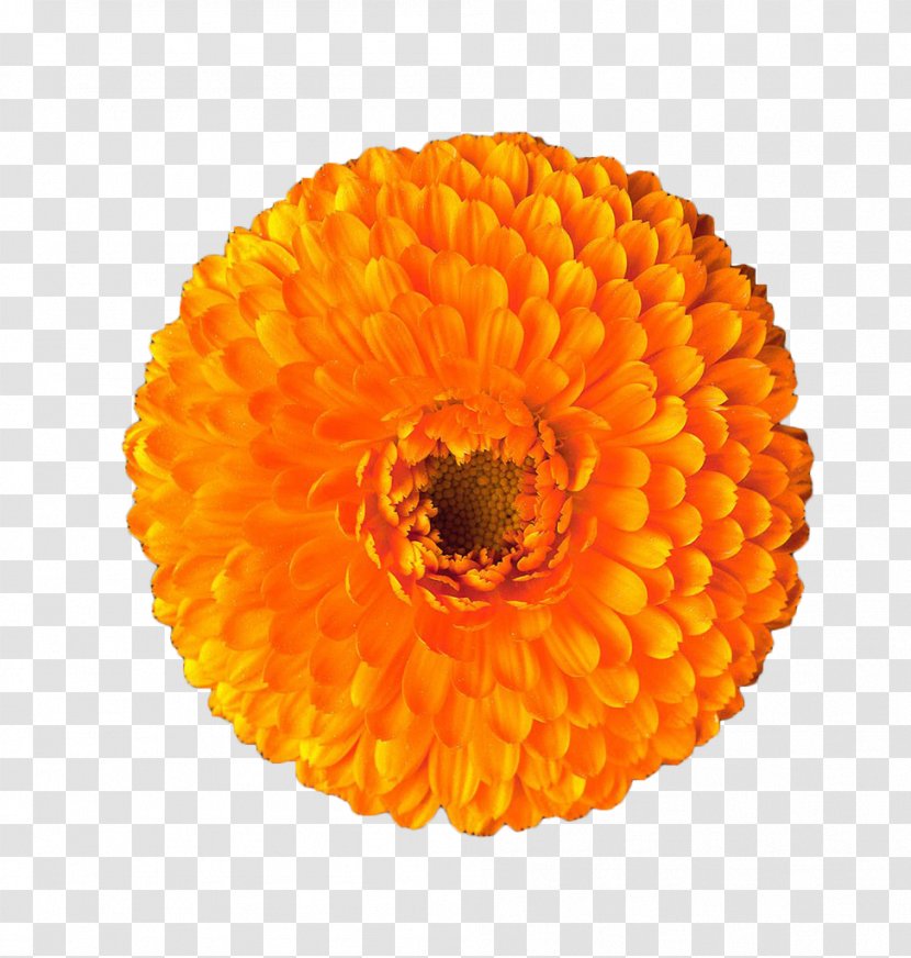 Calendula Officinalis Mexican Marigold Orange Flower Transparent PNG