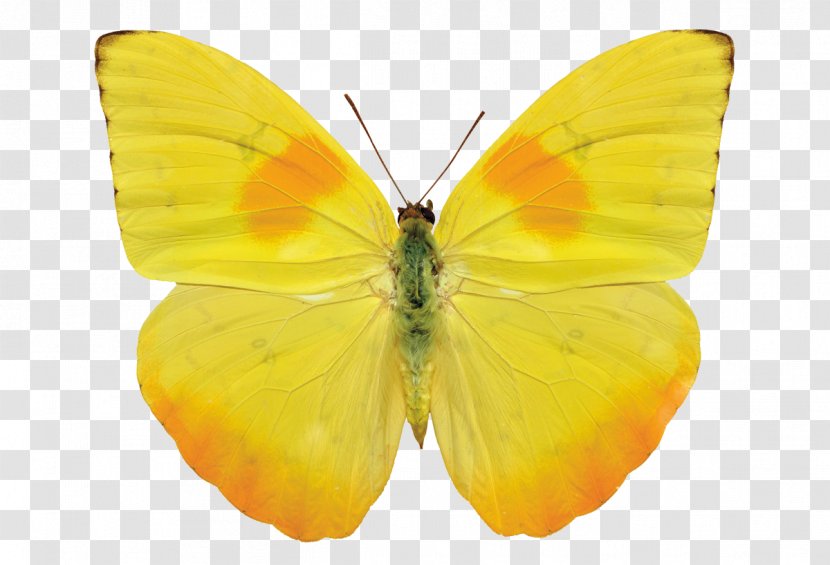 Butterfly Gossamer-winged Butterflies Stock Photography Royalty-free - Pieridae Transparent PNG
