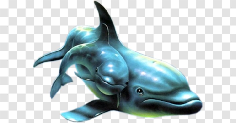 Dolphin Animal Joy Cat Love - Fauna Transparent PNG