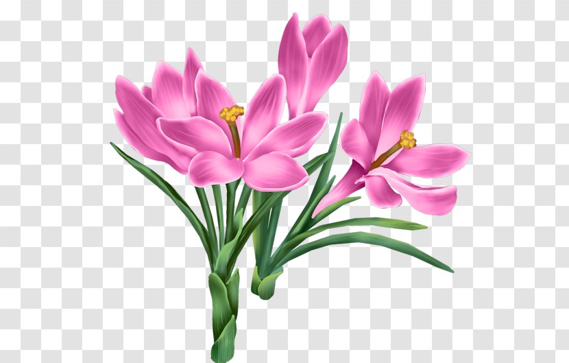 Flowers Background - Plant - Perennial Wildflower Transparent PNG