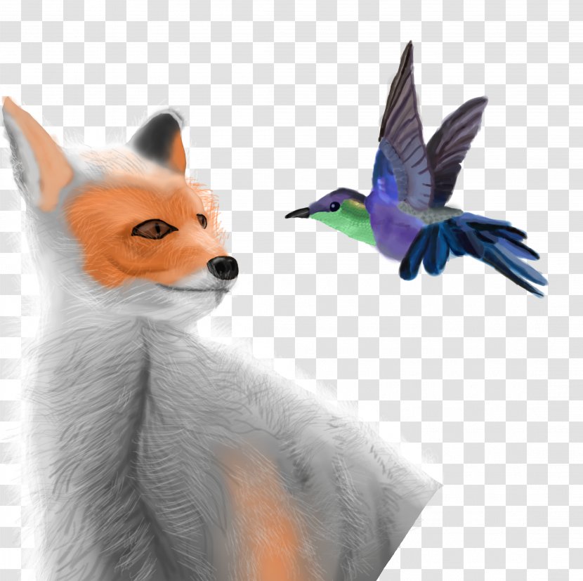 Red Fox Bird Beak Fauna Feather - Tail Transparent PNG