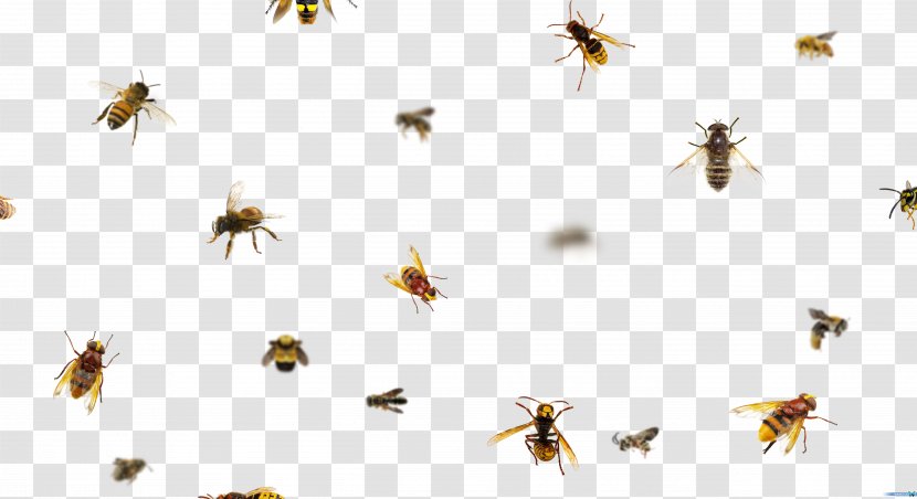 Honey Bee Insect Animal DeviantArt - Night Sky Transparent PNG