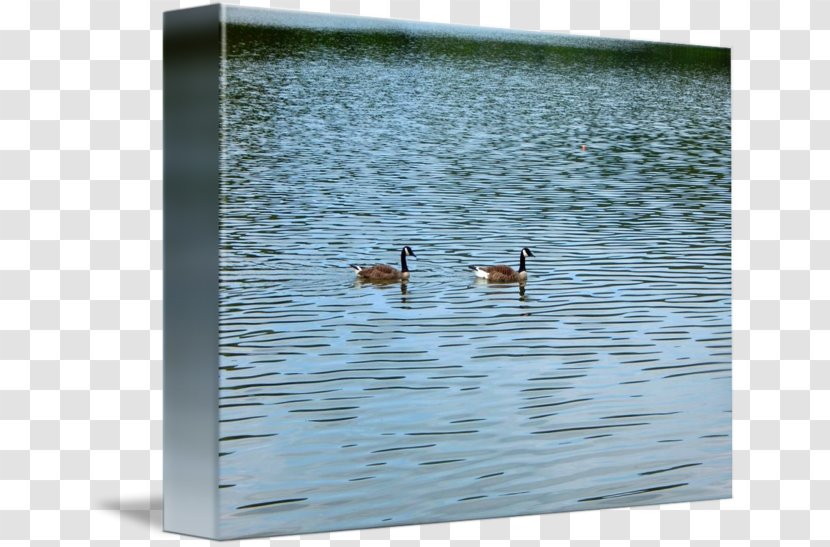 Duck Goose Water Picture Frames Transparent PNG