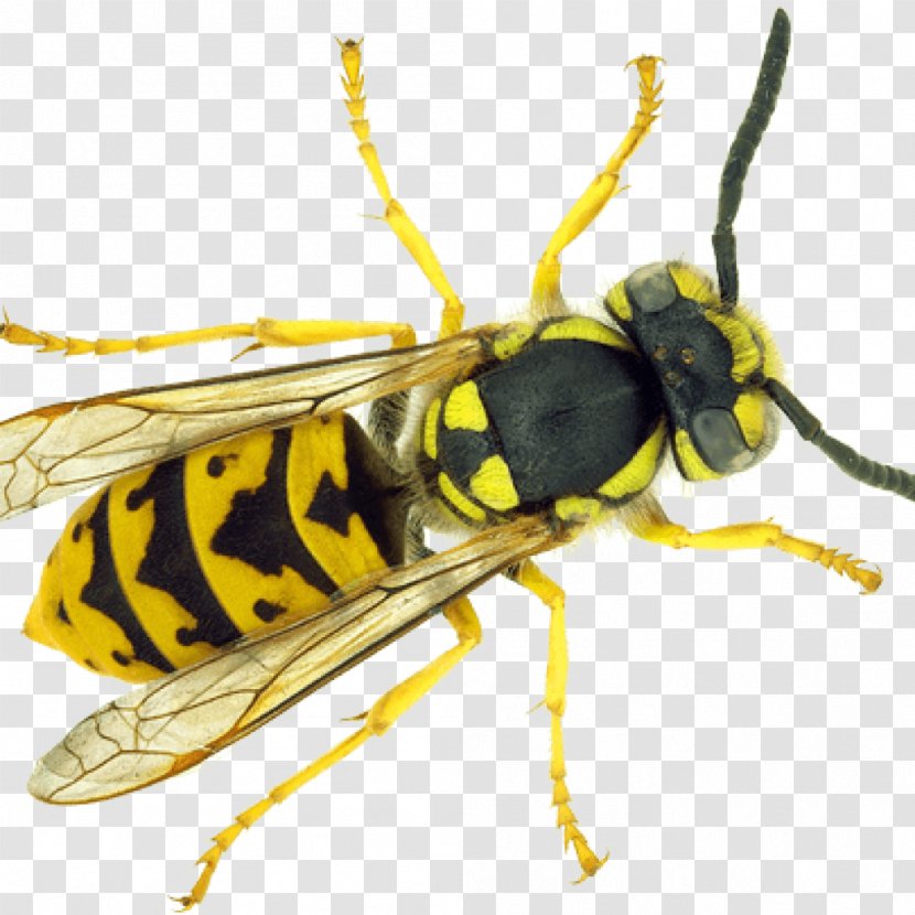Paper Wasp Bee Insect Ant Transparent PNG