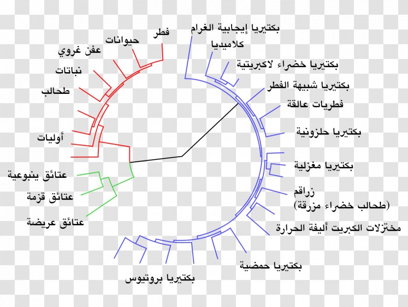 Gene-centered View Of Evolution Biology Genetics - Charles Darwin - Science Transparent PNG