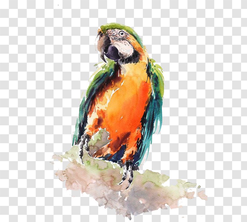Bird Parrot Watercolor Painting Drawing - Common Pet Parakeet Transparent PNG