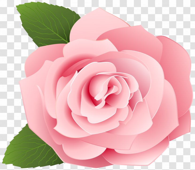 Garden Roses Centifolia Clip Art - Cut Flowers - Rose Transparent Image Transparent PNG
