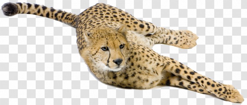 Cheetah Big Cat Terrestrial Animal Snout Transparent PNG