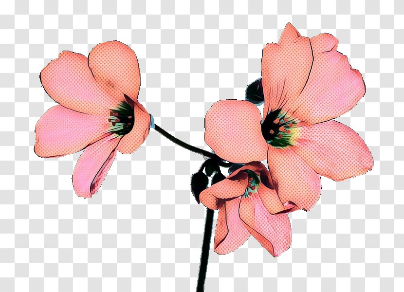 Cut Flowers Petal Plants Flowering Plant Blossom - Pink M Transparent PNG
