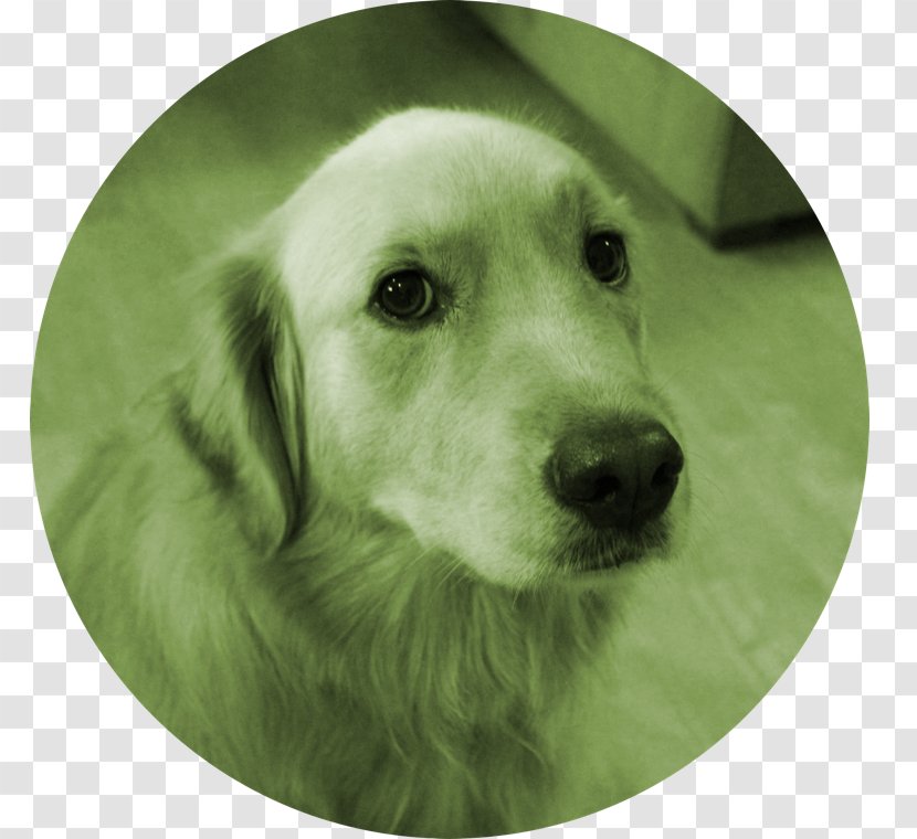 Golden Retriever Cat Puppy Pet Veterinarian - Snout - DOG POOPING Transparent PNG