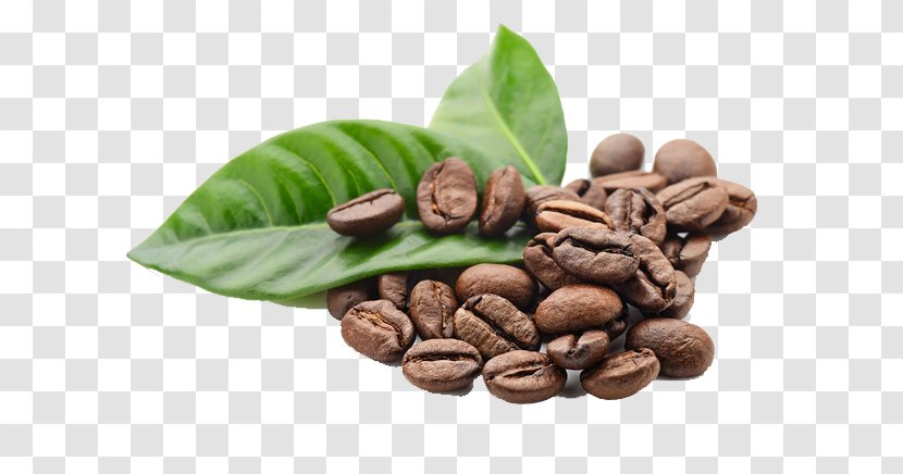 Kona Coffee Espresso Tea Bean - Barista - Leaves And Beans Transparent PNG