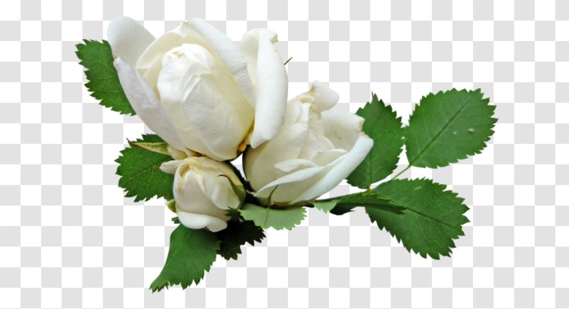 Flower Garden Roses White Clip Art - Rose Order - Pink Transparent PNG