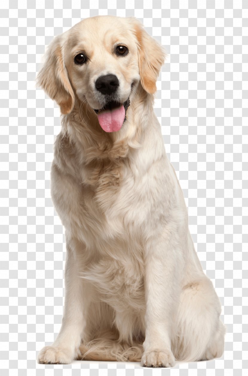 Labrador Retriever Pet Cat Clip Art - Dog Crossbreeds - Puppy Transparent PNG